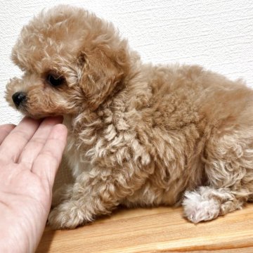 トイプードル(ティーカップ)【滋賀県・女の子・2025年9月19日・クリームホワイト】の写真「❤️短期募集❤️」