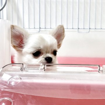 チワワ(ロング)【滋賀県・女の子・2025年8月22日・ホワイトクリーム】の写真「❤️どんどん可愛くなってます❤️」