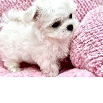 マルチーズ【滋賀県・女の子・2025年7月9日・ホワイト】の写真「❤️お目々可愛い❤️綺麗なお顔❤️」