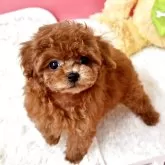 ティーカッププードル