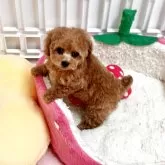 タイニープードル