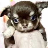 チワワ(ロング)