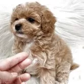 タイニープードル