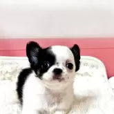 チワワ(ロング)