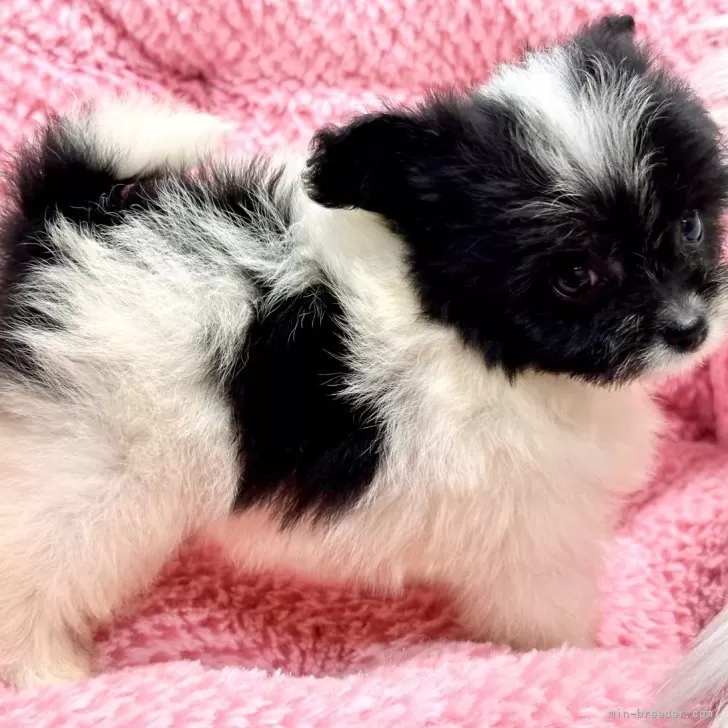 ID：2410-05084の子犬