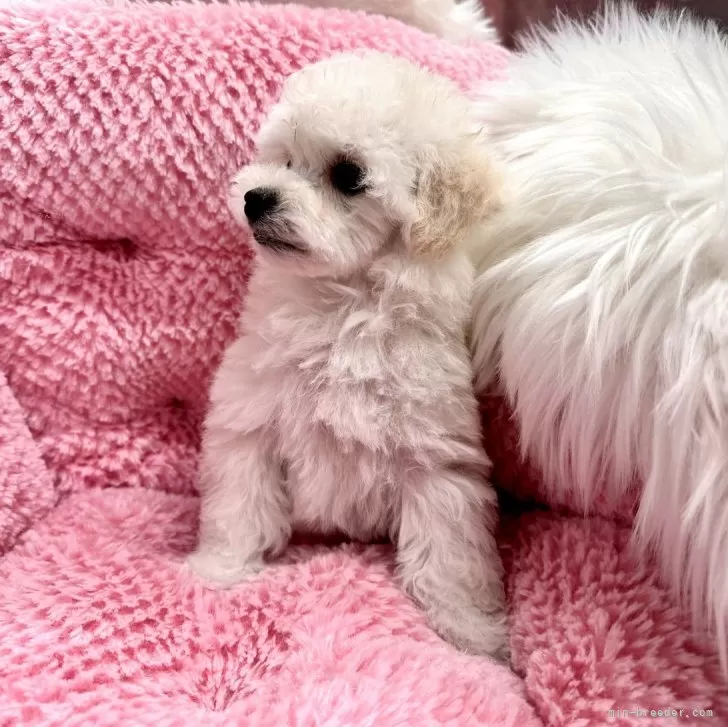 ID:2404-01204の子犬