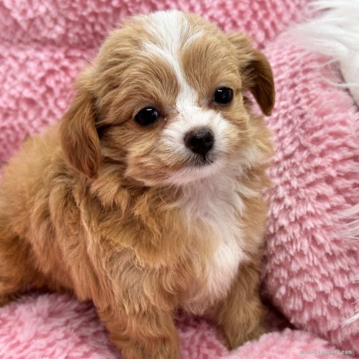 dog_img_1_da7712fff7d6.jpg