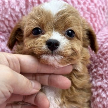 チワプー(チワワ×トイプードル)【滋賀県・男の子・2024年7月9日・レッド&ホワイト】の写真「ファファの毛量です❤️」