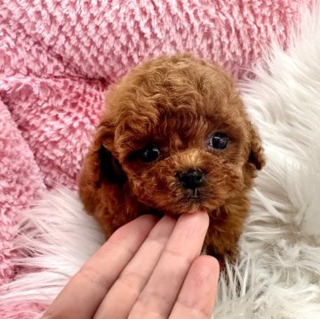 トイプードル(ティーカップ)【滋賀県・男の子・2024年2月7日・レッド】の写真「とにかく可愛い❤️可愛い❤️」