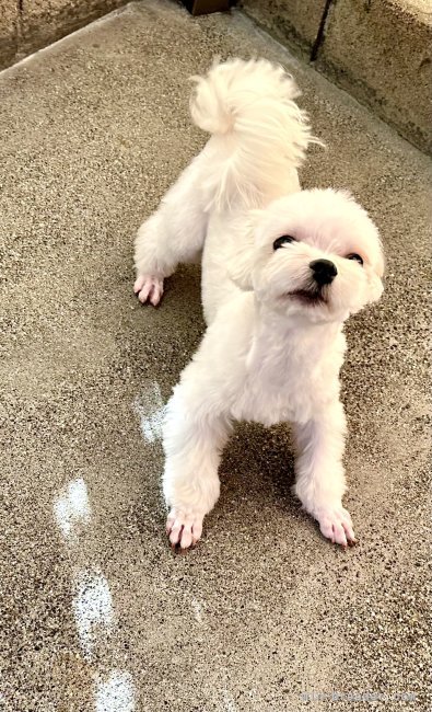 マルチーズ【・男の子・2023年12月15日・ホワイト】