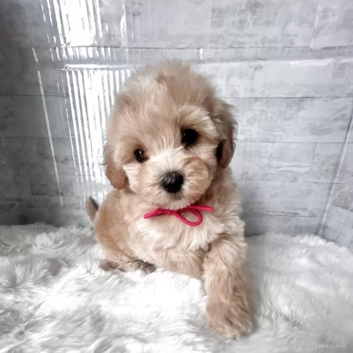 シノン 様のお迎えした子犬