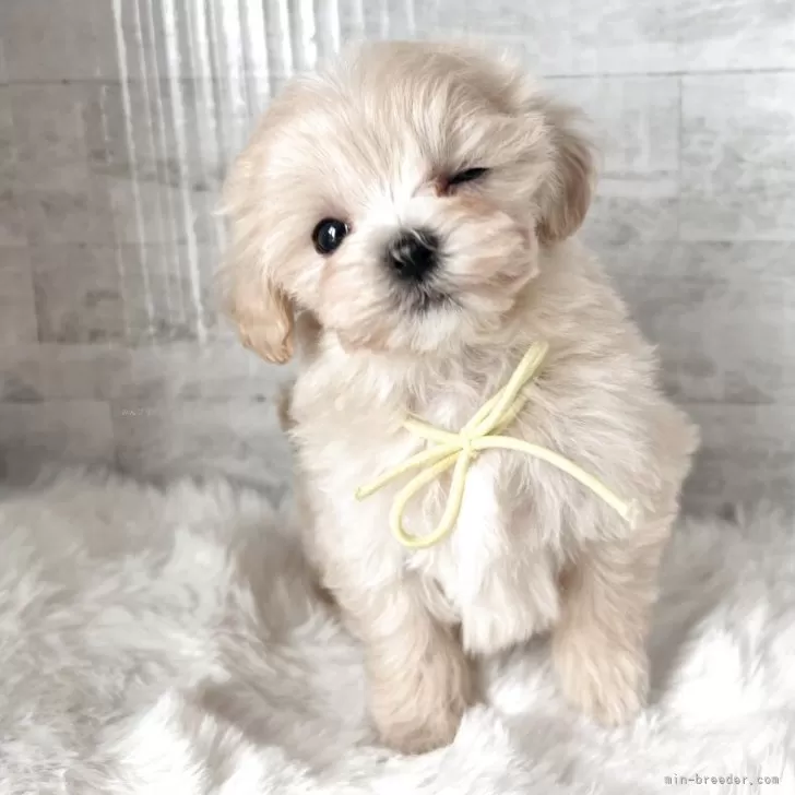 マルプー(マルチーズ×トイプードル)【群馬県・女の子・2025年9月14日・クリーム】の写真1「体重505gのとても小柄なマルプーちゃんですʕ•ᴥ•ʔ」