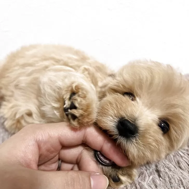 ID：2505-01603の子犬