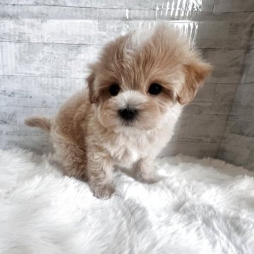 マルプー(マルチーズ×トイプードル)【群馬県・女の子・2025年9月14日・アプリコット】の写真「動画更新いたしました🎥是非ご覧になってください♪」