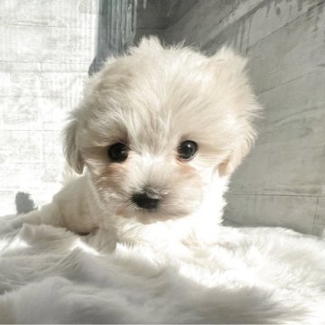 マルプー(マルチーズ×トイプードル)【群馬県・女の子・2025年9月14日・クリーム】の写真「おっとりなマルプーちゃんです🐶」