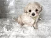 マルプー(マルチーズ×トイプードル)【群馬県・女の子・2025年9月14日・クリーム】の写真6