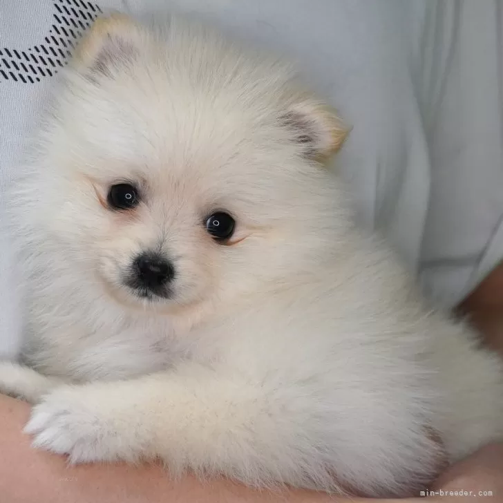 ID：2508-07434の子犬