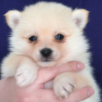 ポメ柴(豆柴犬×ポメラニアン)【長野県・男の子・2025年10月23日・クリーム】の写真「人懐っこい男の子です♫」