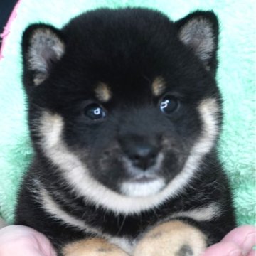 柴犬(豆柴)【長野県・女の子・2025年5月29日・黒】の写真「とても人懐っこい女の子です❣️」