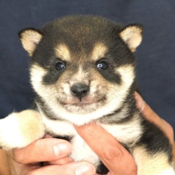 柴犬(豆柴)【長野県・男の子・2025年10月5日・黒】の写真「人懐っこい男の子です♫」