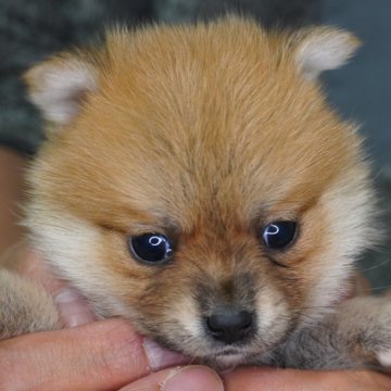 ポメ柴(ポメラニアン×豆柴犬)【長野県・女の子・2024年10月29日・赤】の写真「とても人懐っこい女の子です😁」