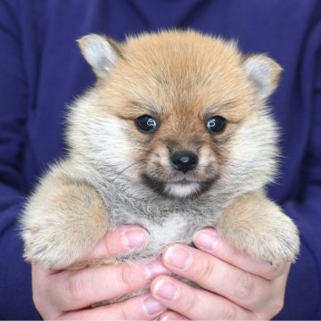 ポメ柴(柴犬×ポメラニアン)【長野県・男の子・2025年10月23日・オレンジ】の写真「人懐っこい男の子です♫」