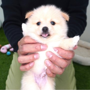 ポメ柴(ポメラニアン×豆柴犬)【長野県・男の子・2025年9月14日・クリーム】の写真「とても元気な男の子です😄」