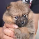 ポメラニアン【長野県・男の子・2025年4月20日・オレンジ】の写真1