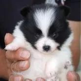 ポメラニアン【長野県・女の子・2025年4月20日・パーティー】の写真1