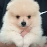 ポメラニアン