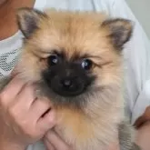 ポメラニアン