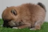 ポメ柴(ポメラニアン×豆柴犬)【長野県・女の子・2024年10月29日・赤】の写真2