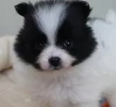 ポメラニアン【長野県・女の子・2025年4月20日・パーティー】の写真3