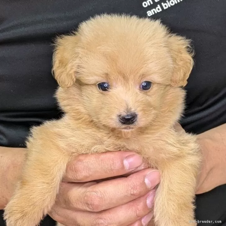 ID：2409-03907の子犬