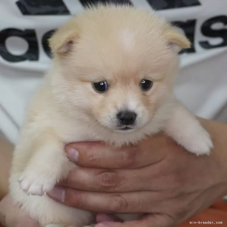 ID：2409-05854の子犬