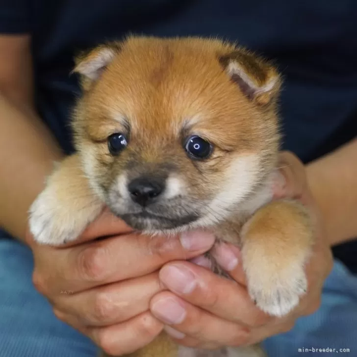 ID：2407-02899の子犬