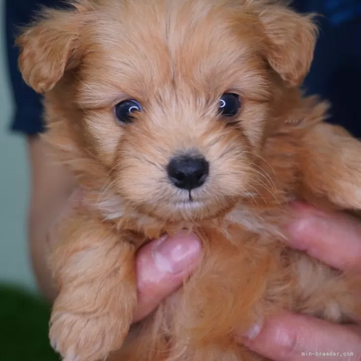ID：2407-03027の子犬
