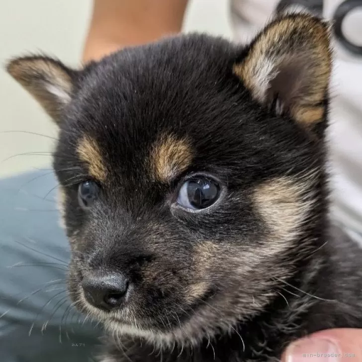 ID：2406-04965の子犬