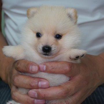 ポメ柴(豆柴犬×ポメラニアン)【長野県・男の子・2024年9月3日・クリーム】の写真「甘えん坊な男の子♫」