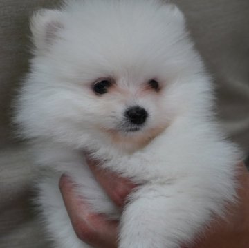 ポメラニアン【長野県・男の子・2024年2月22日・白】の写真「元気な男の子です♫」