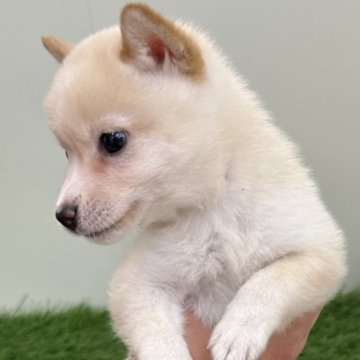 柴犬(豆柴)【長野県・男の子・2024年6月12日・白】の写真「おっとり白豆君です😄」