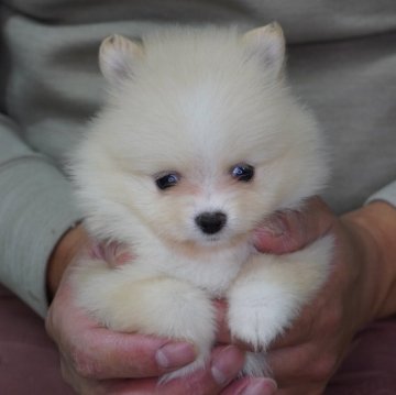 ポメラニアン【長野県・女の子・2024年2月22日・ホワイト&クリーム】の写真「お顔のラインが可愛い女の子です😆」