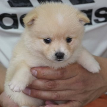 ポメ柴(ポメラニアン×豆柴犬)【長野県・女の子・2024年8月23日・クリーム】の写真「三姉妹の中で1番落ち着いてます😄」