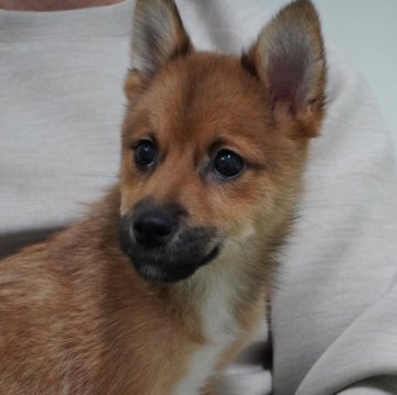 ポメ柴(ポメラニアン×豆柴犬)【長野県・男の子・2023年8月15日・赤】の写真「遊ぶの大好き
とても元気な男の子です😄」