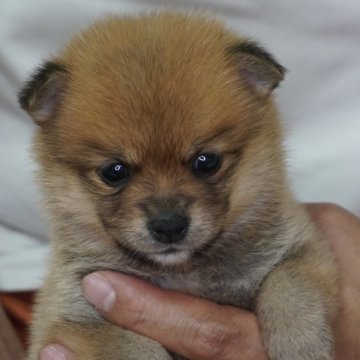 ポメ柴(ポメラニアン×豆柴犬)【長野県・女の子・2024年8月23日・赤】の写真「とっても好奇心旺盛な可愛い女の子です♫」