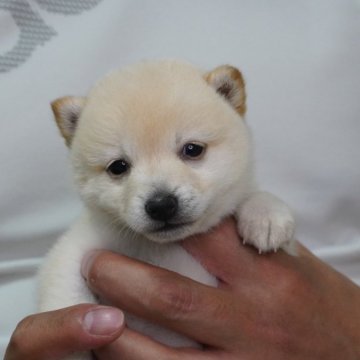 柴犬(豆柴)【長野県・女の子・2024年9月1日・白】の写真「とても元気な女の子です😃」
