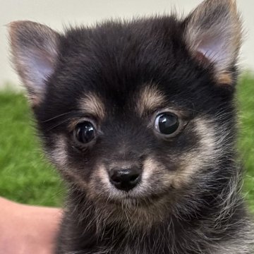 ポメ柴(豆柴犬×ポメラニアン)【長野県・女の子・2024年6月16日・黒】の写真「小さくて可愛いです♫」