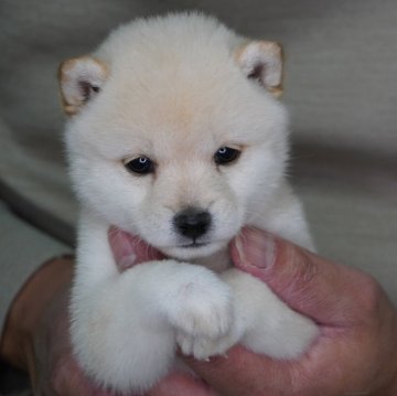 柴犬(豆柴)【長野県・女の子・2024年2月8日・白】の写真「白くて小さい可愛い女の子です♫」