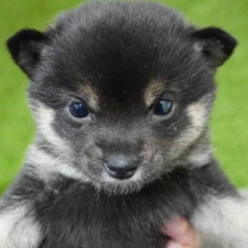 柴犬(豆柴)【長野県・女の子・2023年11月14日・黒】の写真「兄弟の中でも一回り小さい
甘えん坊さんです♫」