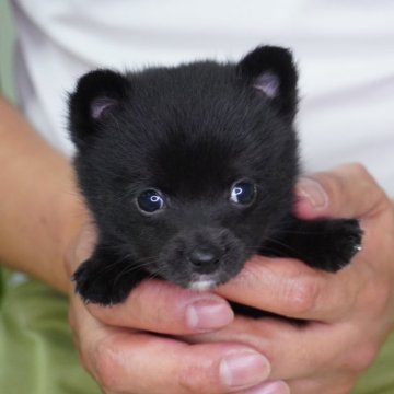 ポメ柴(豆柴犬×ポメラニアン)【長野県・女の子・2024年6月16日・黒】の写真「ぬいぐるみ見たいな可愛さ😄」